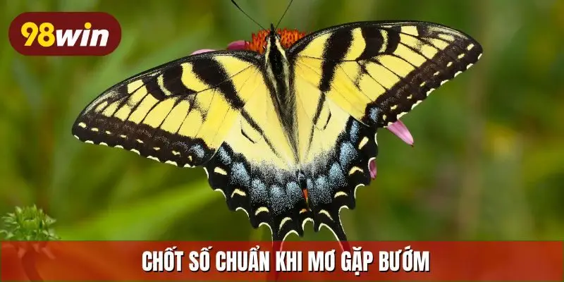Chốt số chuẩn khi mơ gặp bướm