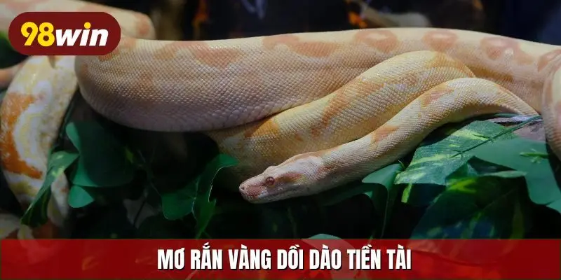 Mơ rắn vàng dồi dào tiền tài