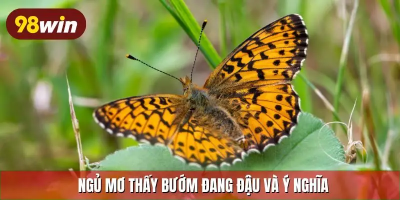 Ngủ mơ thấy bướm đang đậu và ý nghĩa