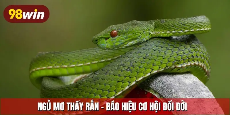 Ngủ mơ thấy rắn