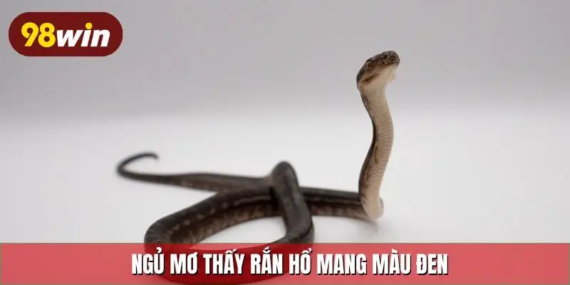 Ngủ mơ thấy rắn hổ mang màu đen